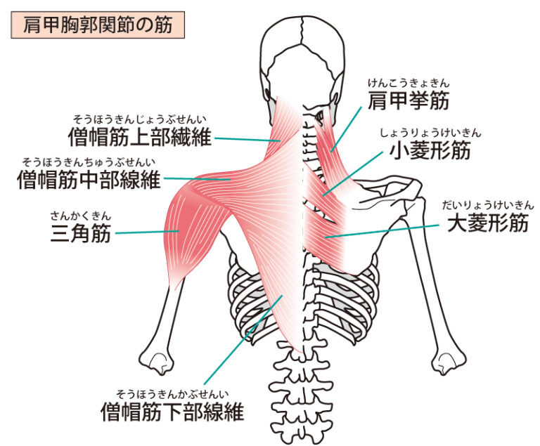 ぎっくり 背中 と は