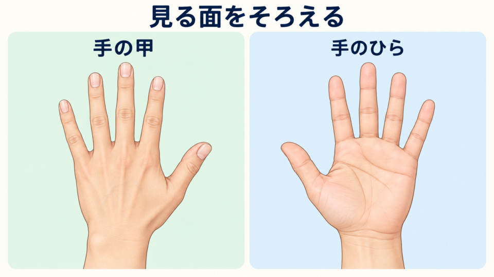 右手を手の甲側と手のひら側から見た比較
