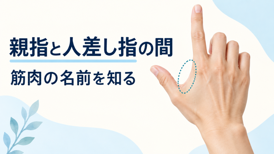手の甲側から見た親指と人差し指の間を示すイラスト