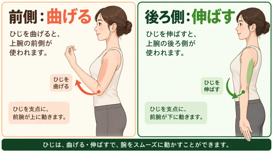 上腕前側で肘を曲げる動きと、上腕後ろ側で肘を伸ばす動きを並べた説明図