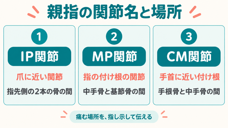 親指のIP関節、MP関節、CM関節の名前と位置を比べる三つのカード