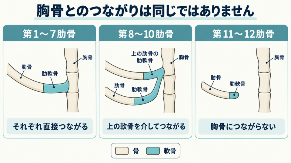 肋骨の位置によって胸骨へのつながり方が異なることを示す模式図