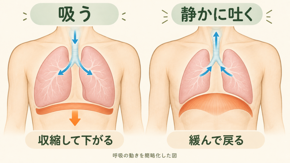 息を吸うと横隔膜が下がり、静かに吐くと緩む様子を比較した模式図
